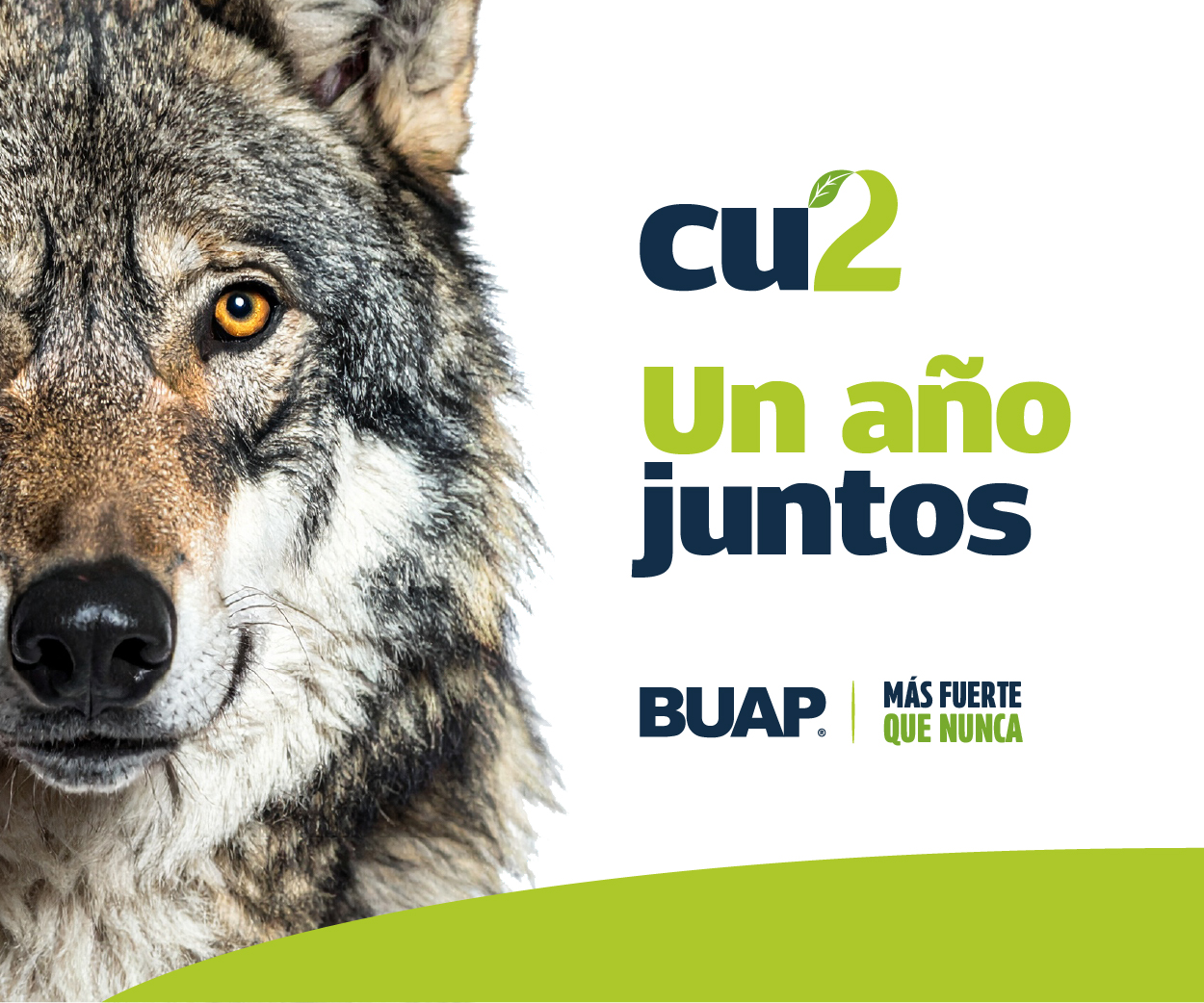 BUAP 11 Aug Widget